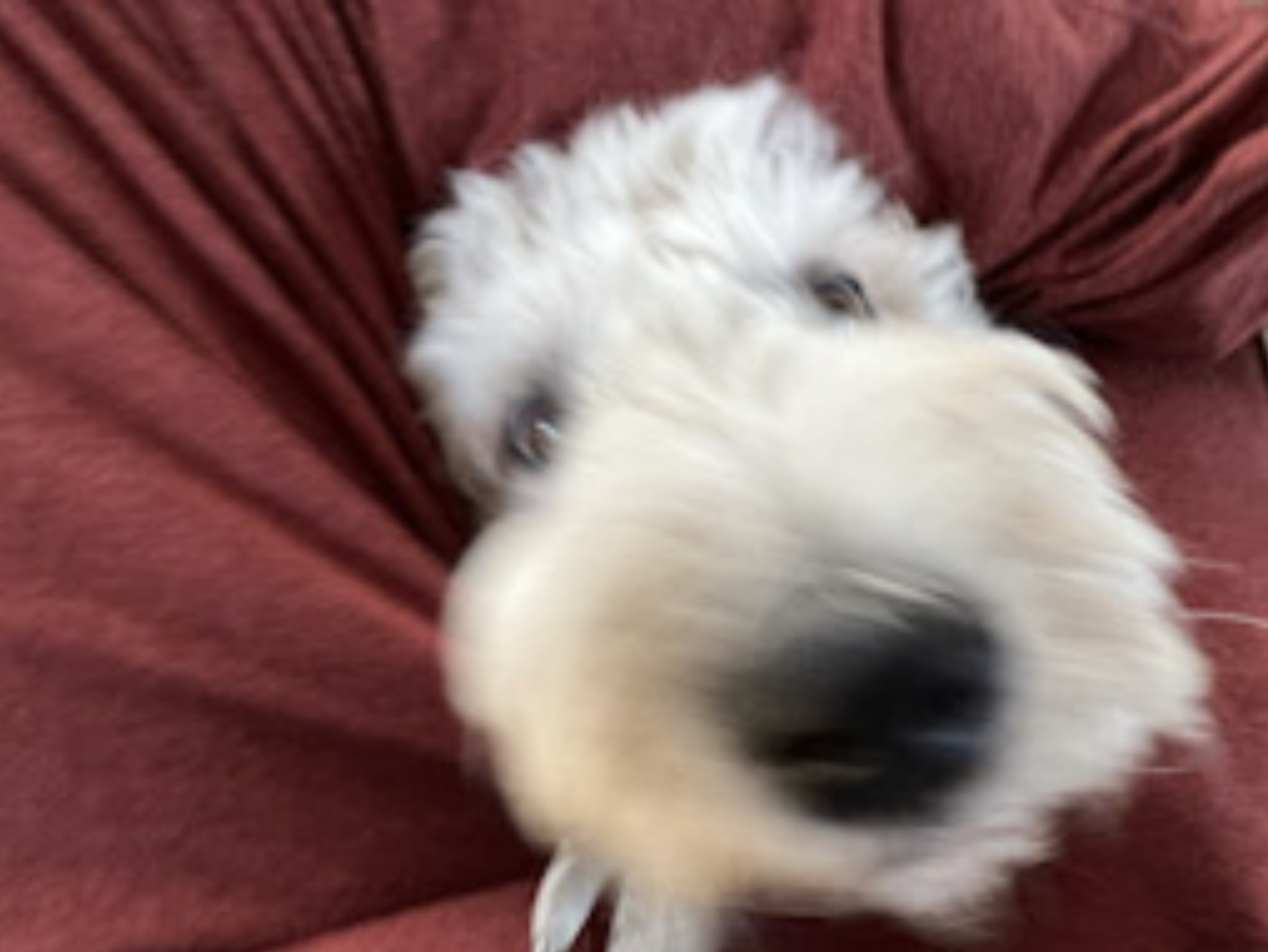 A fluffy white dog up close