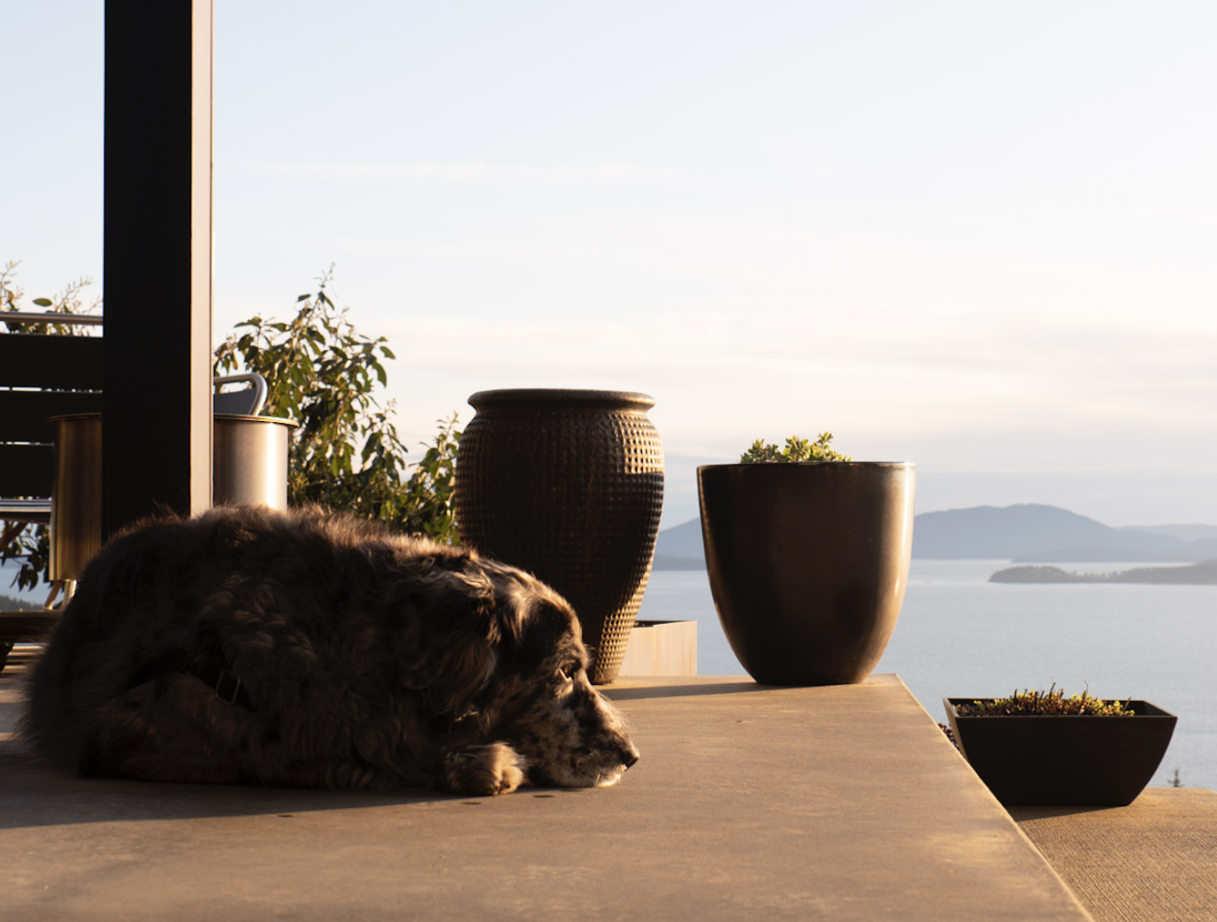 A cat sitting on its owner's head
