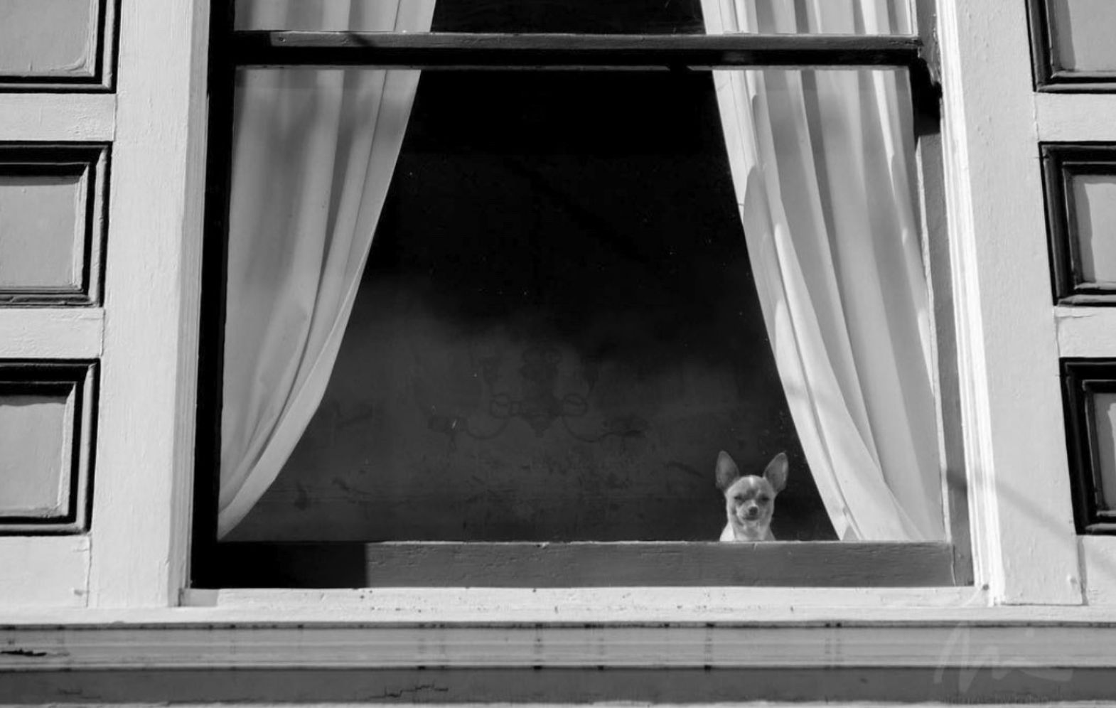 A small dog peeking through a window