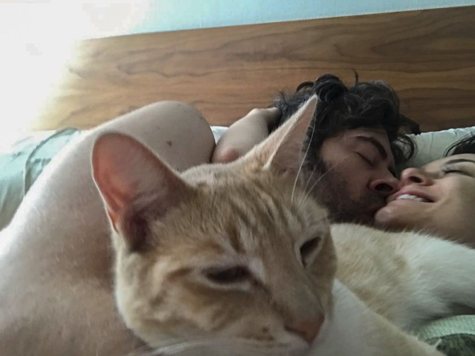 A cat resting with its family